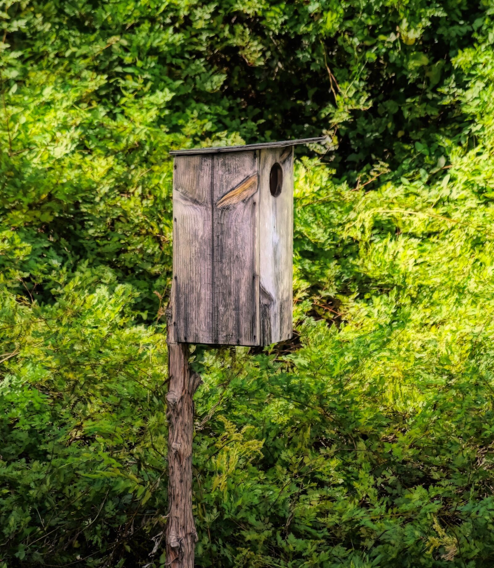 Nikon D5500 sample photo. Wild duck house, duck photography
