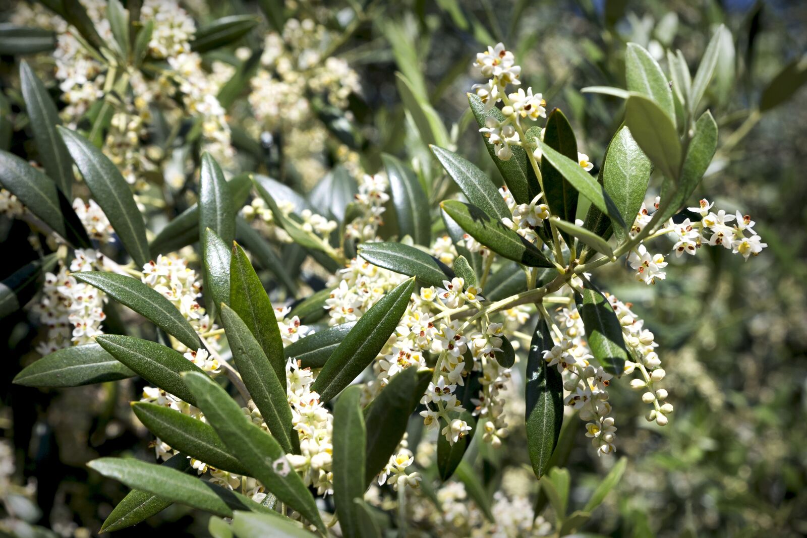 Canon EOS 6D sample photo. Olive, flower, plant photography