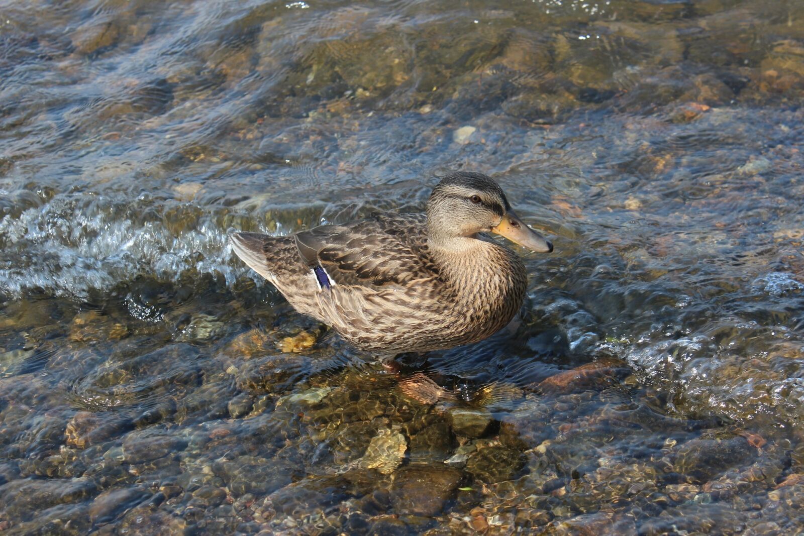 Canon EOS 600D (Rebel EOS T3i / EOS Kiss X5) sample photo. Duck, water, bird photography