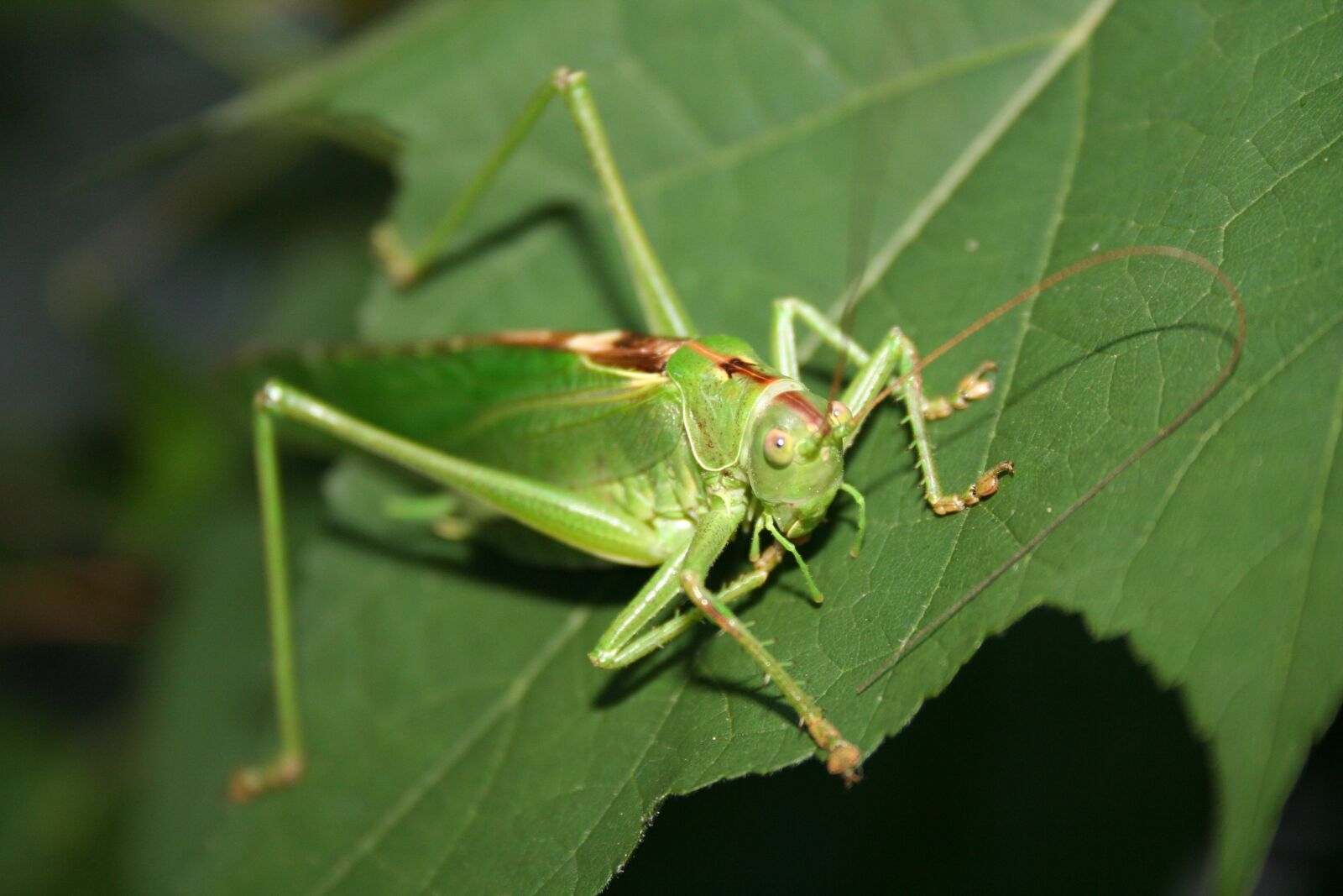 Canon EOS 350D (EOS Digital Rebel XT / EOS Kiss Digital N) sample photo. Viridissima, insect, grasshopper photography