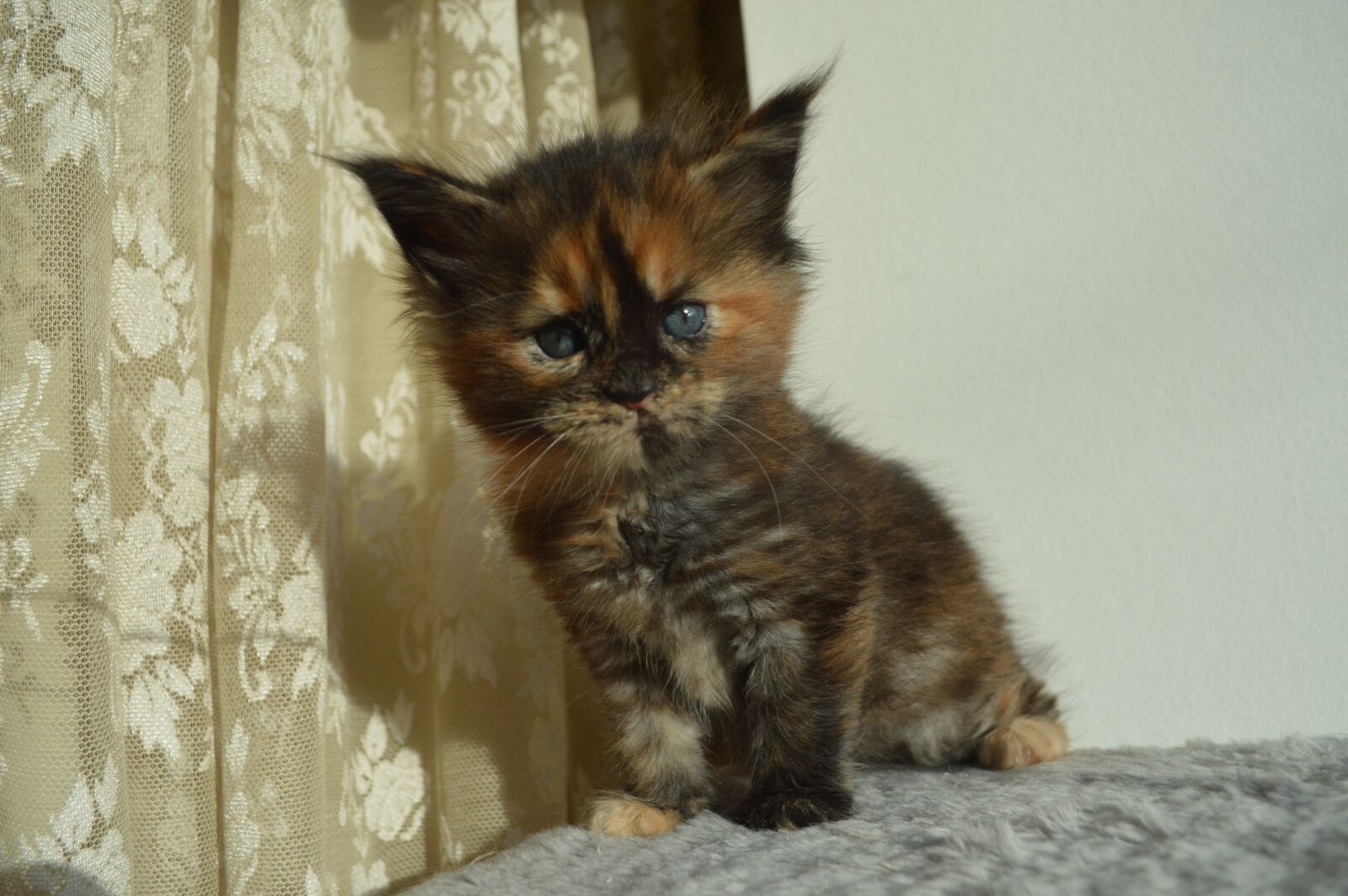 Nikon D3200 sample photo. Maine coon, kitten, cute photography