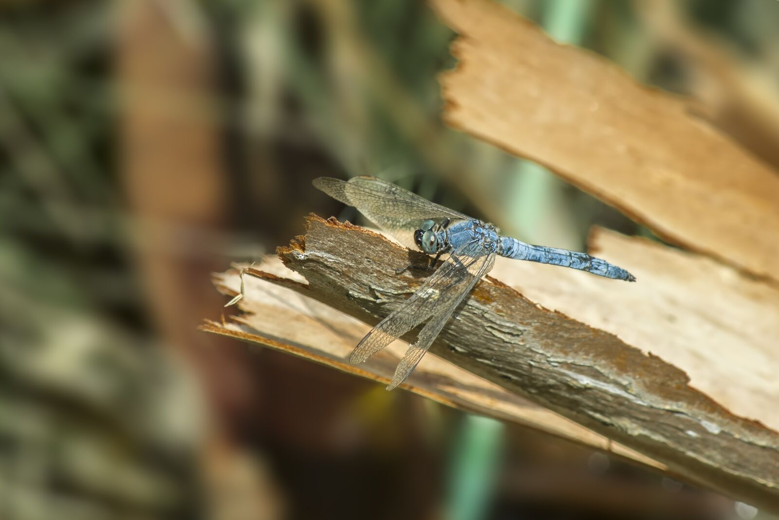 Canon EOS 550D (EOS Rebel T2i / EOS Kiss X4) sample photo. Orthetrum brunneum, southern skimmer photography