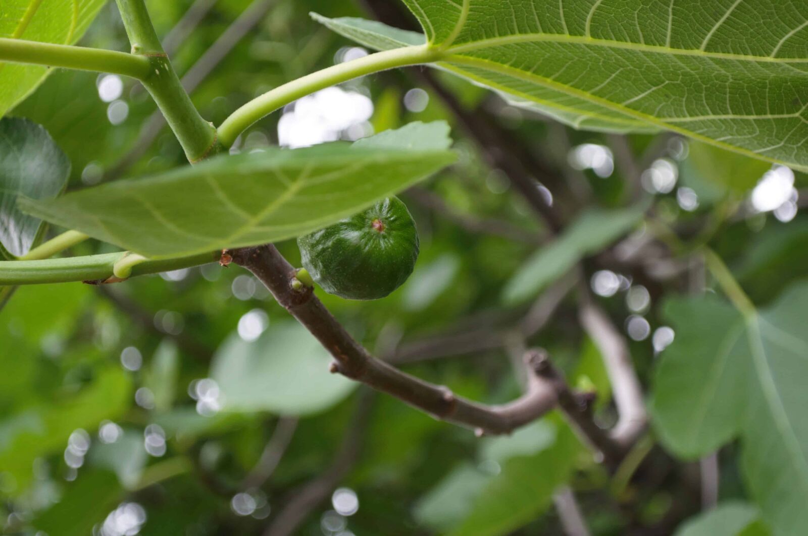 Nikon D5000 sample photo. Fig, garden, nature, green photography