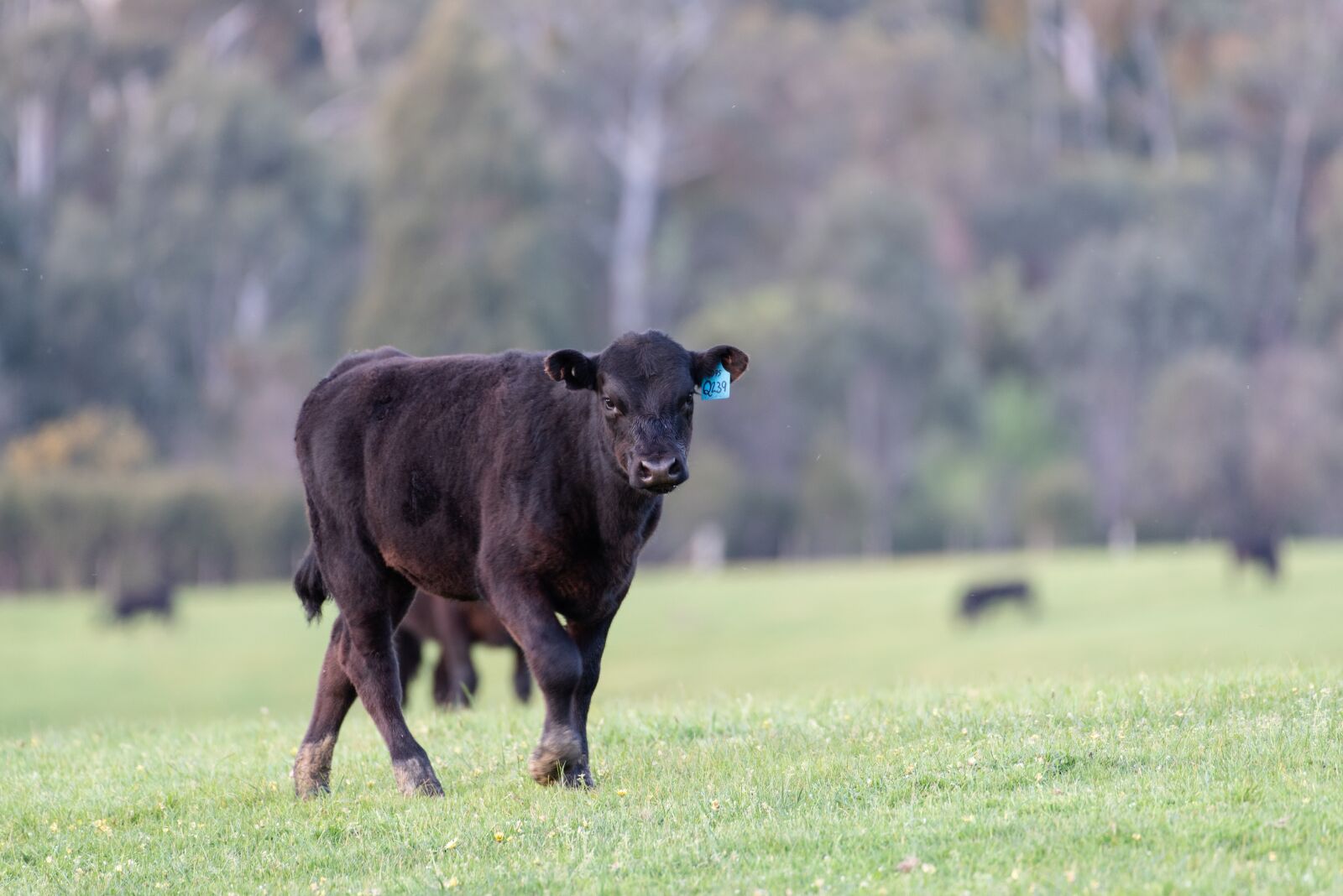 Nikon D750 sample photo. Cow, calf, black angus photography