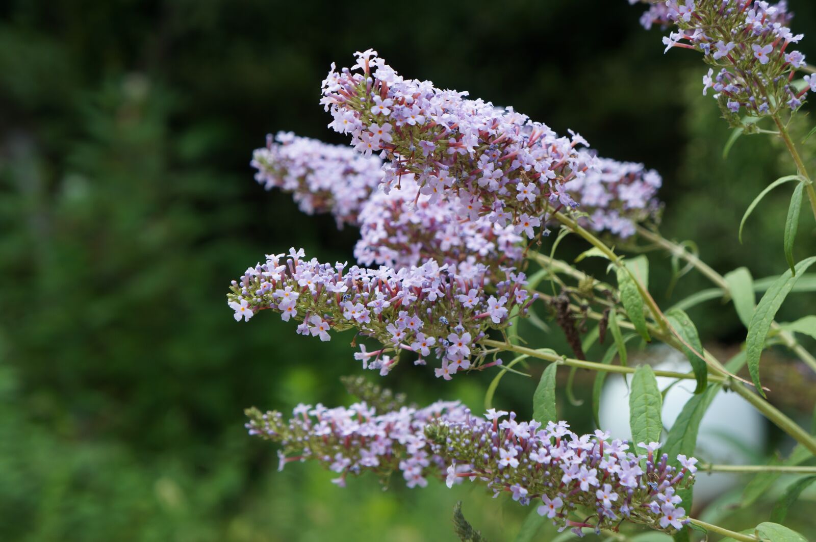 Sony Alpha NEX-5R sample photo. Nature, flower, flowers photography