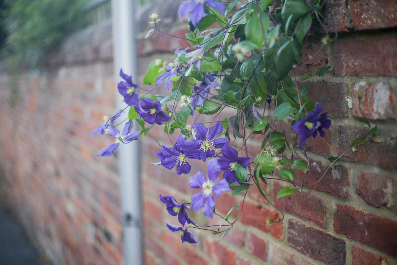 Canon EOS 6D + Canon EF 50mm F1.8 STM sample photo. Purple, flowers photography