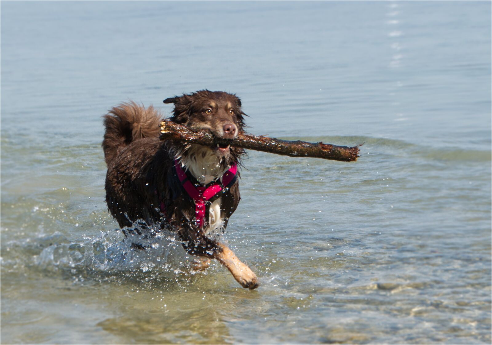Nikon D5300 sample photo. Dog, water, aussie photography