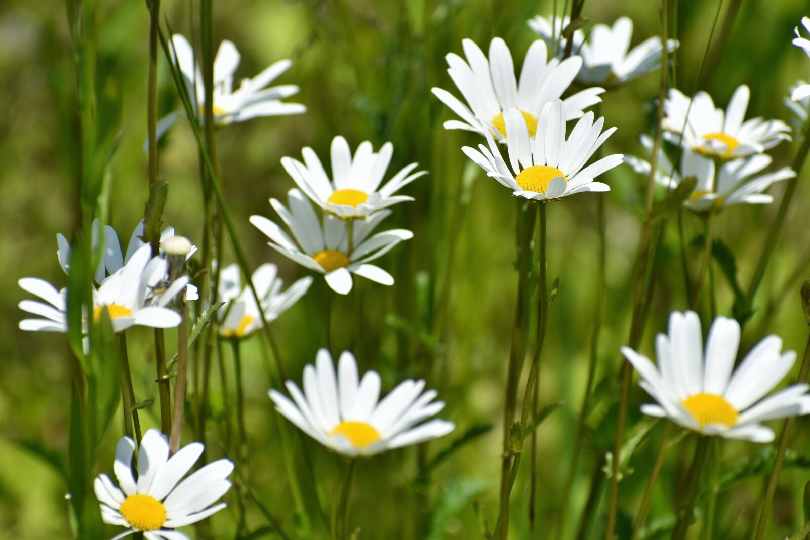 Nikon D7200 sample photo. Natural, landscape, plant photography