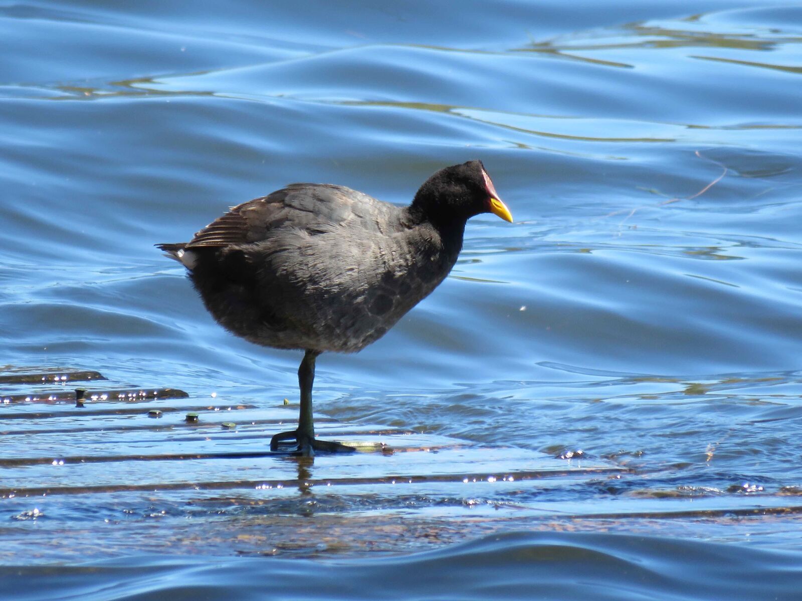 Canon PowerShot SX60 HS sample photo. Nature, birds, waterfowl photography