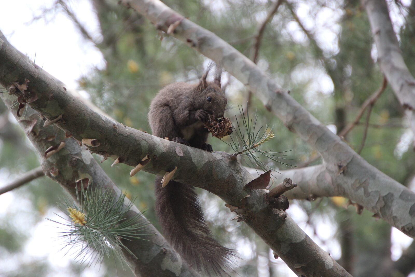 Canon EOS 600D (Rebel EOS T3i / EOS Kiss X5) sample photo. Squirrel, animal, rodent photography