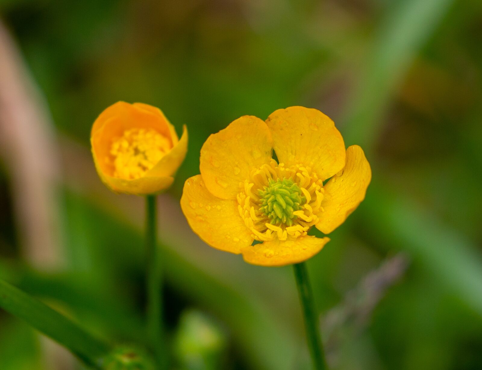 Canon EOS 5D Mark III sample photo. Meadow buttercup, buttercup, ranunculus photography