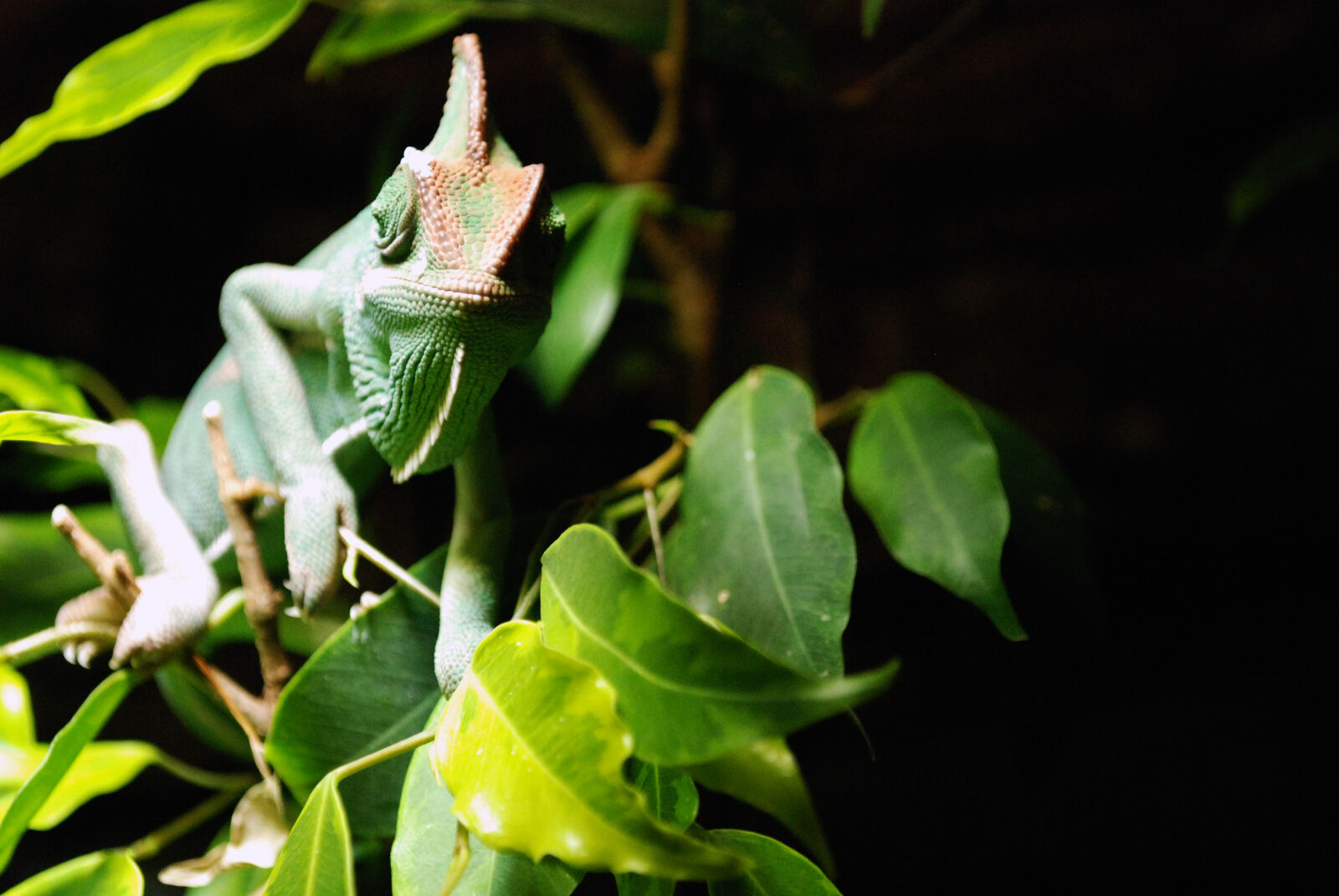 Nikon D80 sample photo. Green, brown, gecko photography