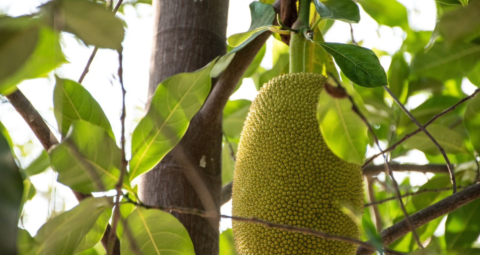 Nikon D5500 sample photo. Jackfruit, rai, fruit photography