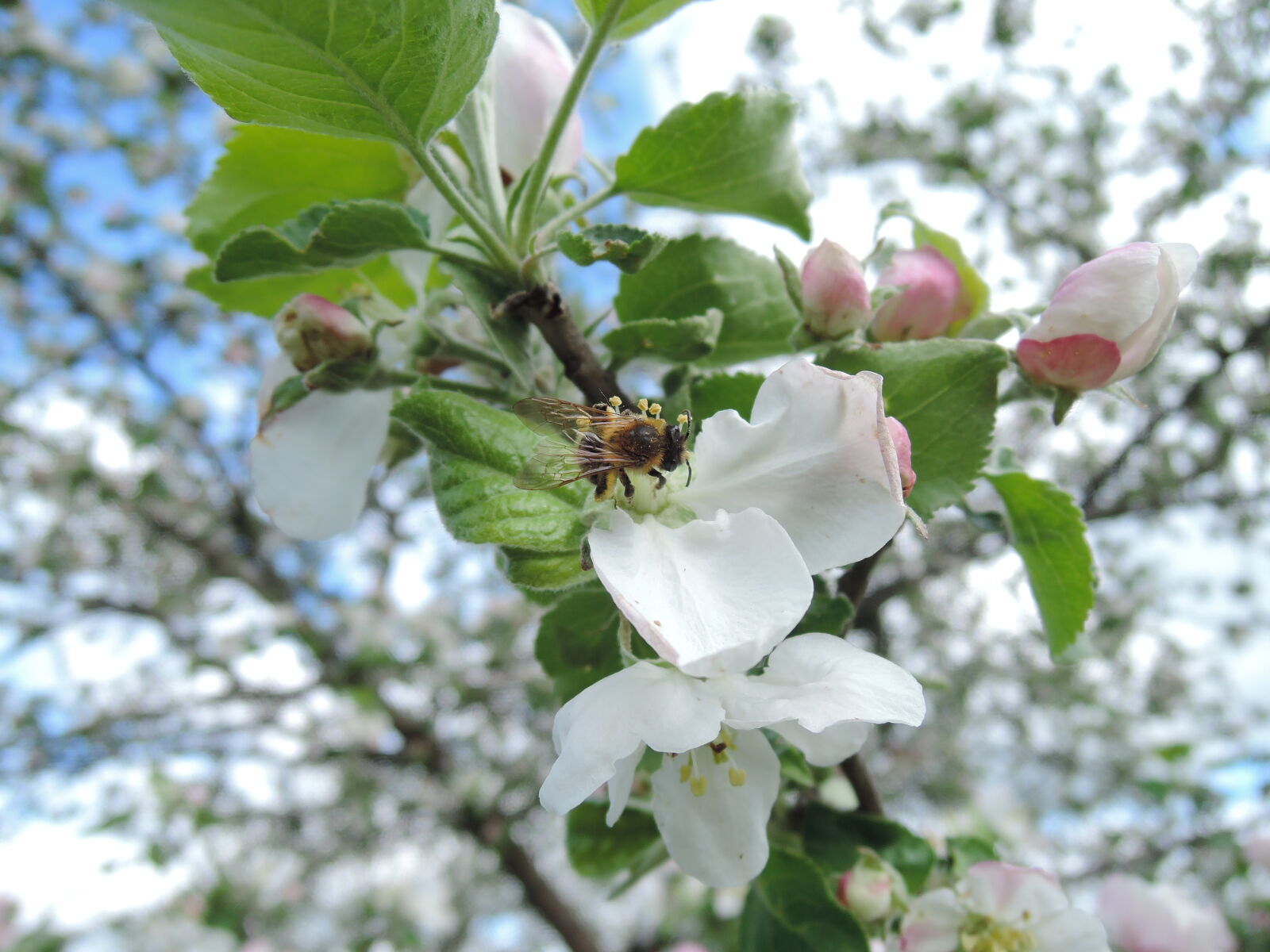 Nikon Coolpix P330 sample photo. Bee, blooming, blossom, blossoming photography