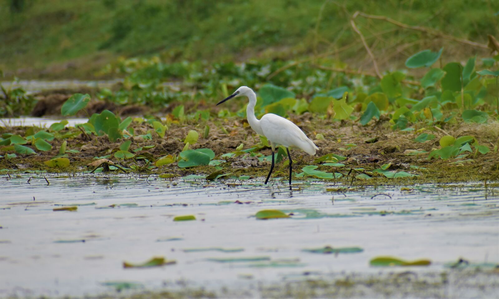Nikon D5600 sample photo. Nature, heron, bird photography