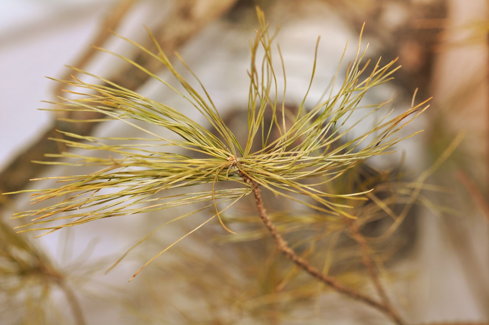 Nikon D90 sample photo. Pine, conifer, branch photography