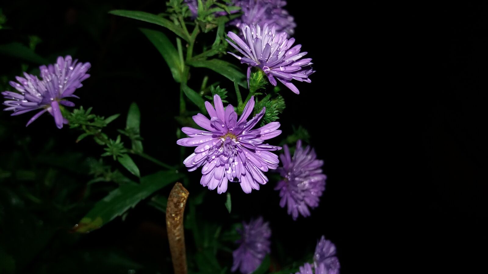 Samsung Galaxy J5 sample photo. Flower, nature, drops photography