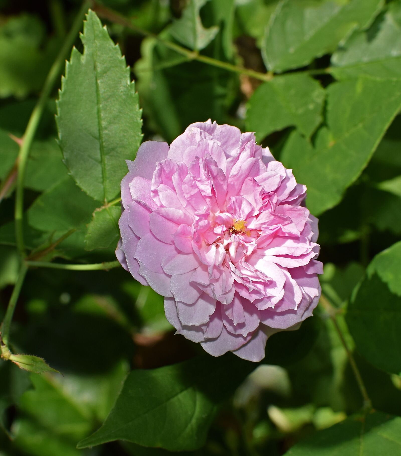 Nikon D3300 sample photo. Tea rose, rose, small photography