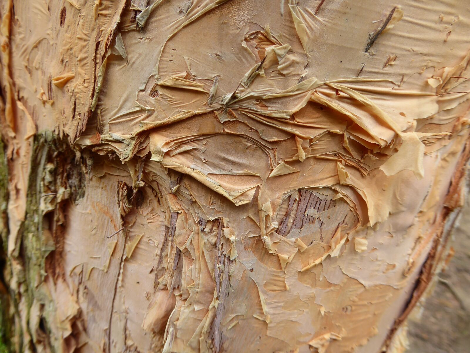 Panasonic Lumix DMC-ZS50 (Lumix DMC-TZ70) sample photo. Bark, tree, yellow photography
