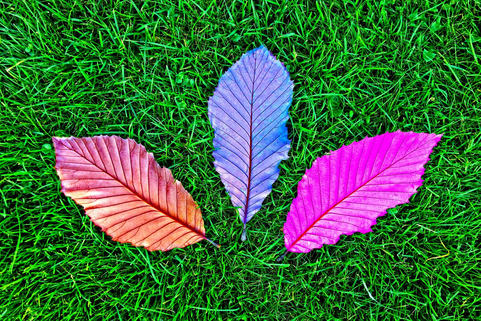 Sony Cyber-shot DSC-RX100 sample photo. Leaf, grass, fallen leaves photography