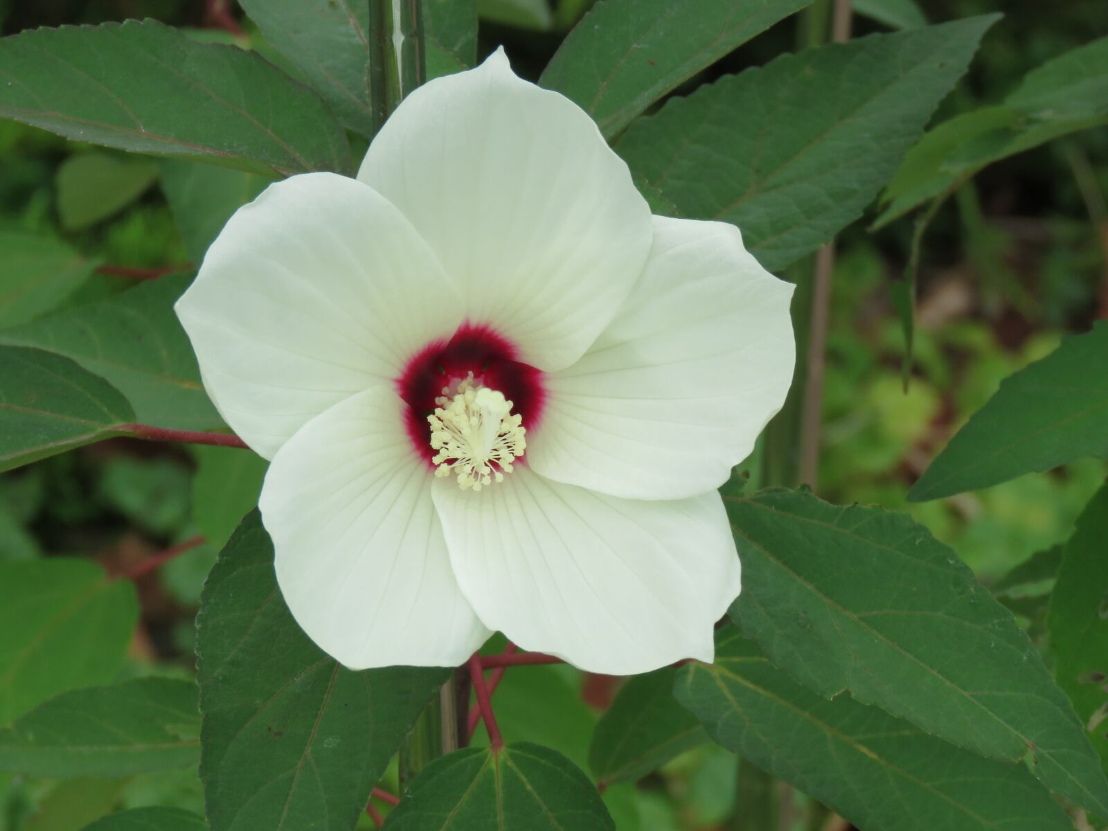 Canon PowerShot SX60 HS sample photo. Flower, rose swamp mallow photography