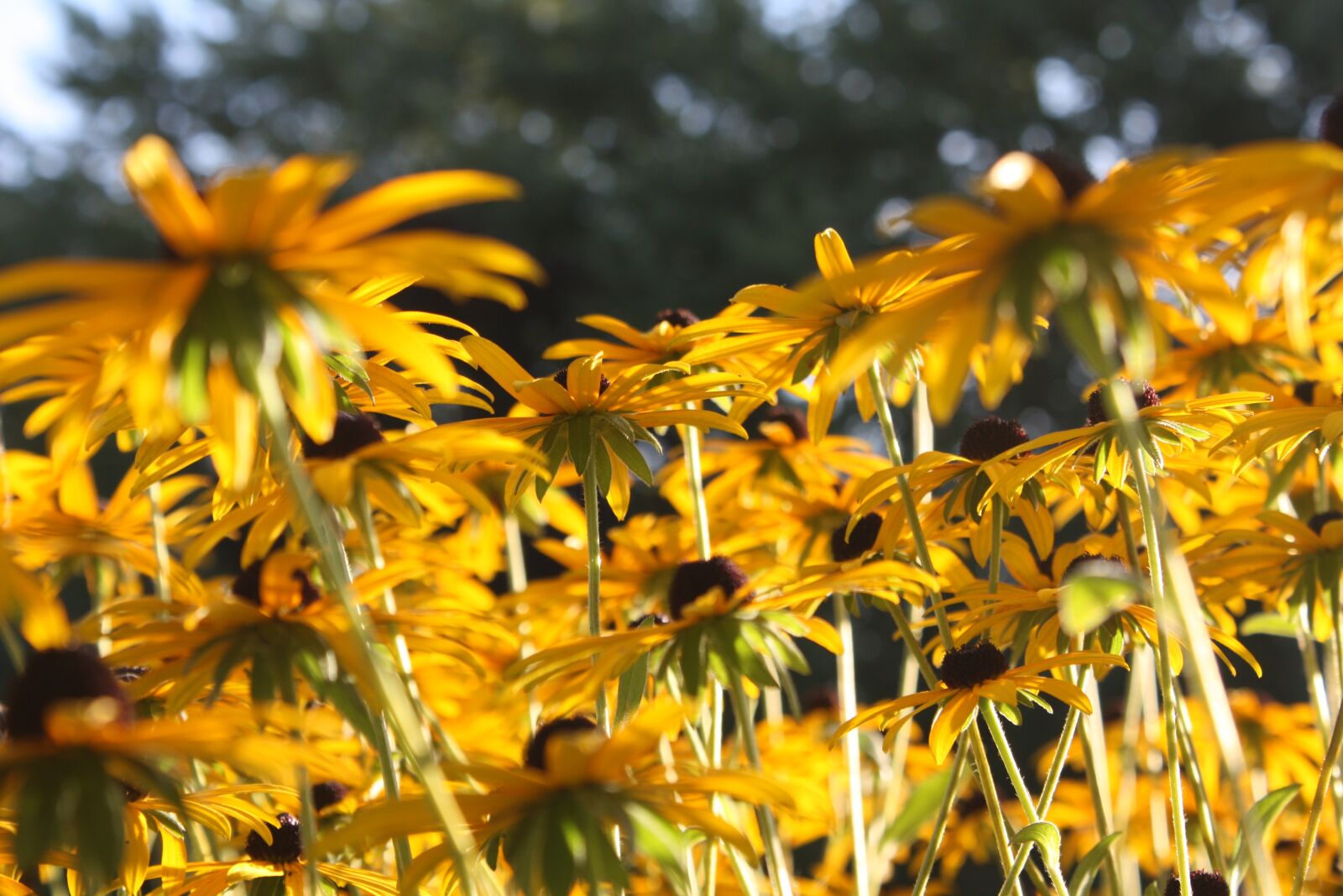 Canon EOS 450D (EOS Rebel XSi / EOS Kiss X2) sample photo. Black eyed susan, daisy photography