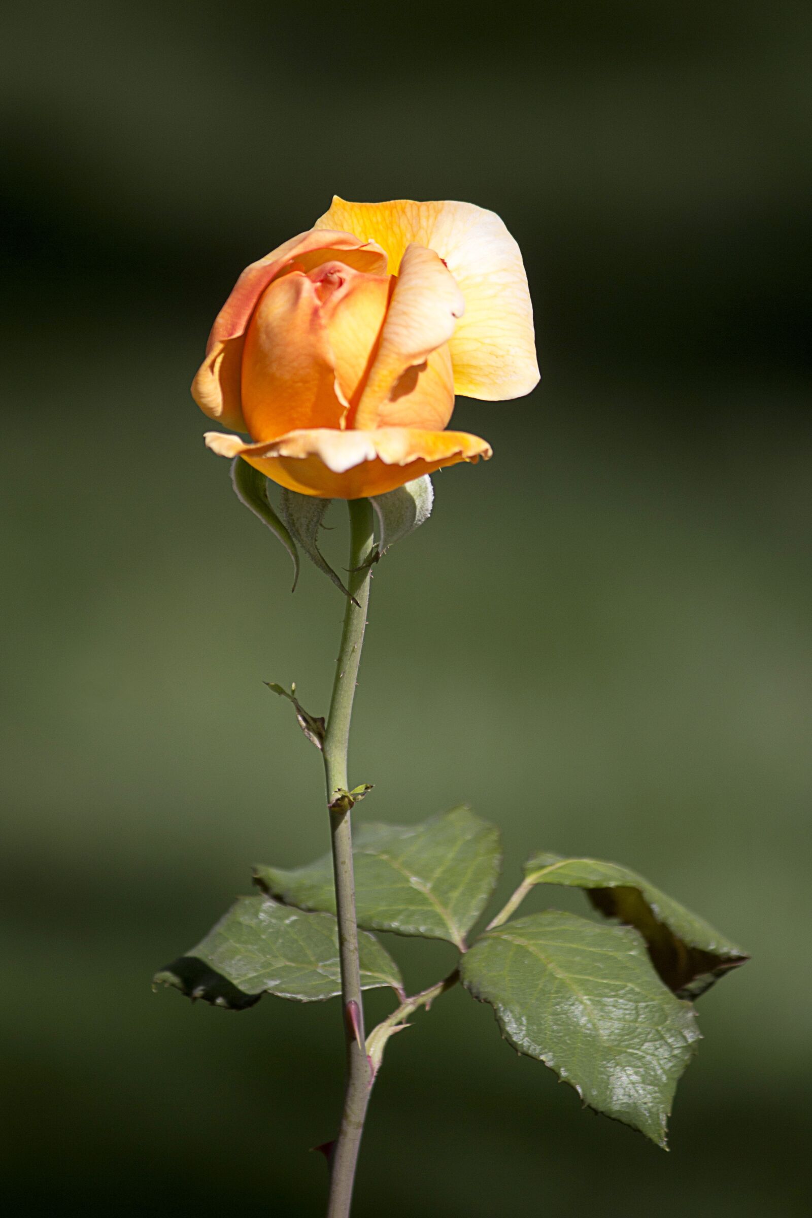 Canon EF-S 55-250mm F4-5.6 IS II sample photo. Rose, orange, flower photography
