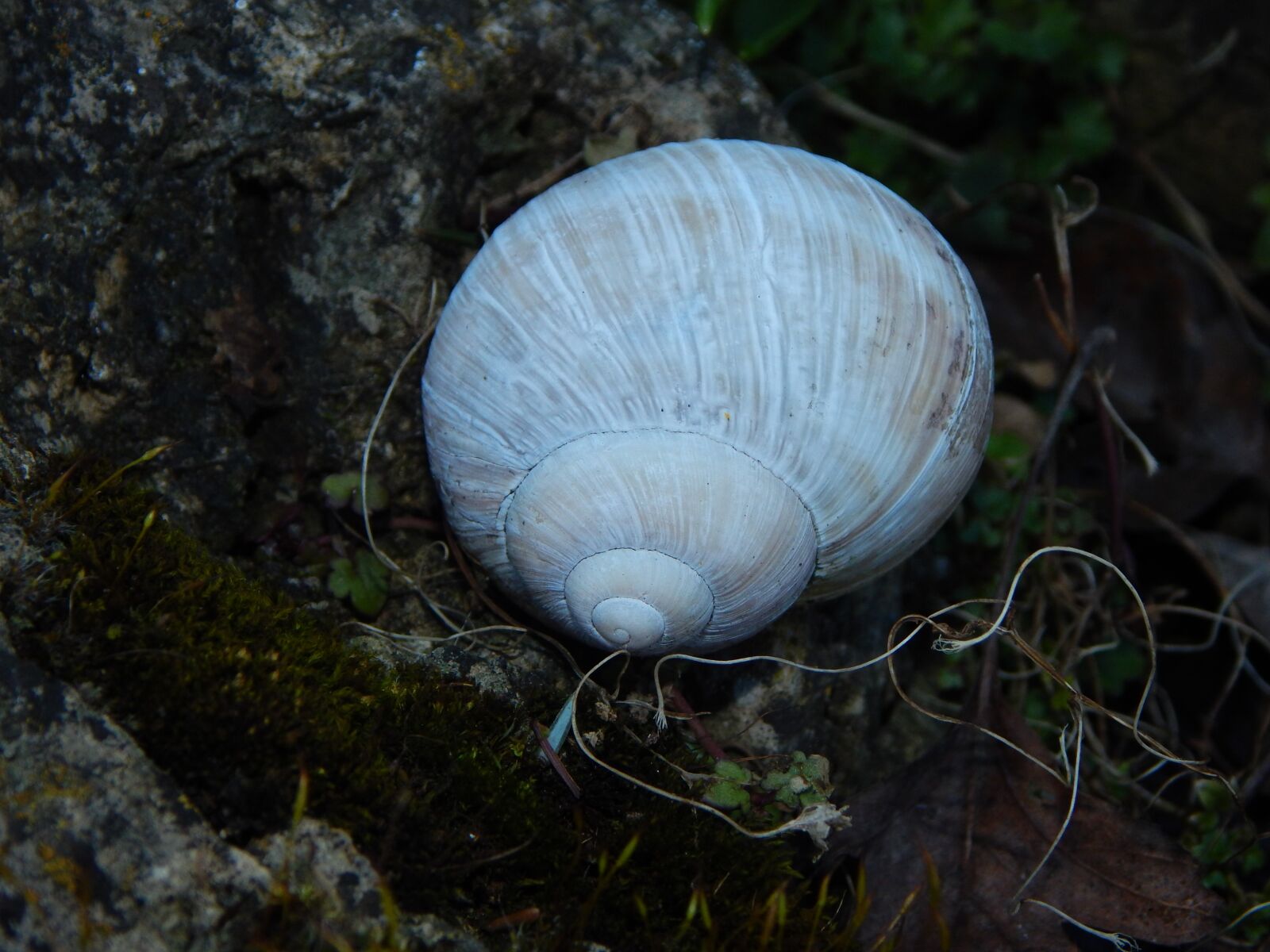 Nikon Coolpix L830 sample photo. Shell, white, snail shell photography