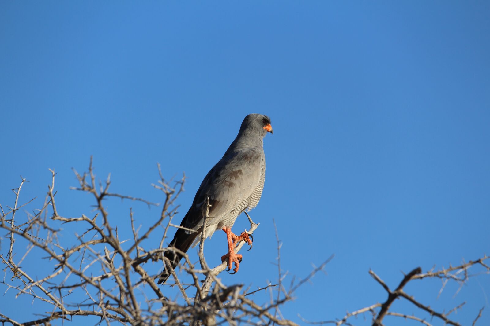 Canon EF-S 55-250mm F4-5.6 IS STM sample photo. Africa, etosha, namibia photography