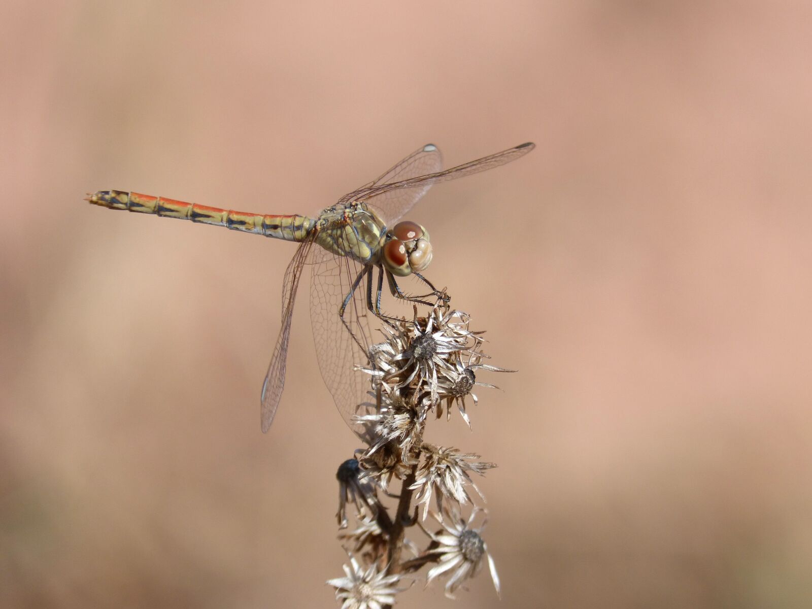 Panasonic DMC-FZ62 sample photo. Dragonfly, yellow dragonfly, detail photography