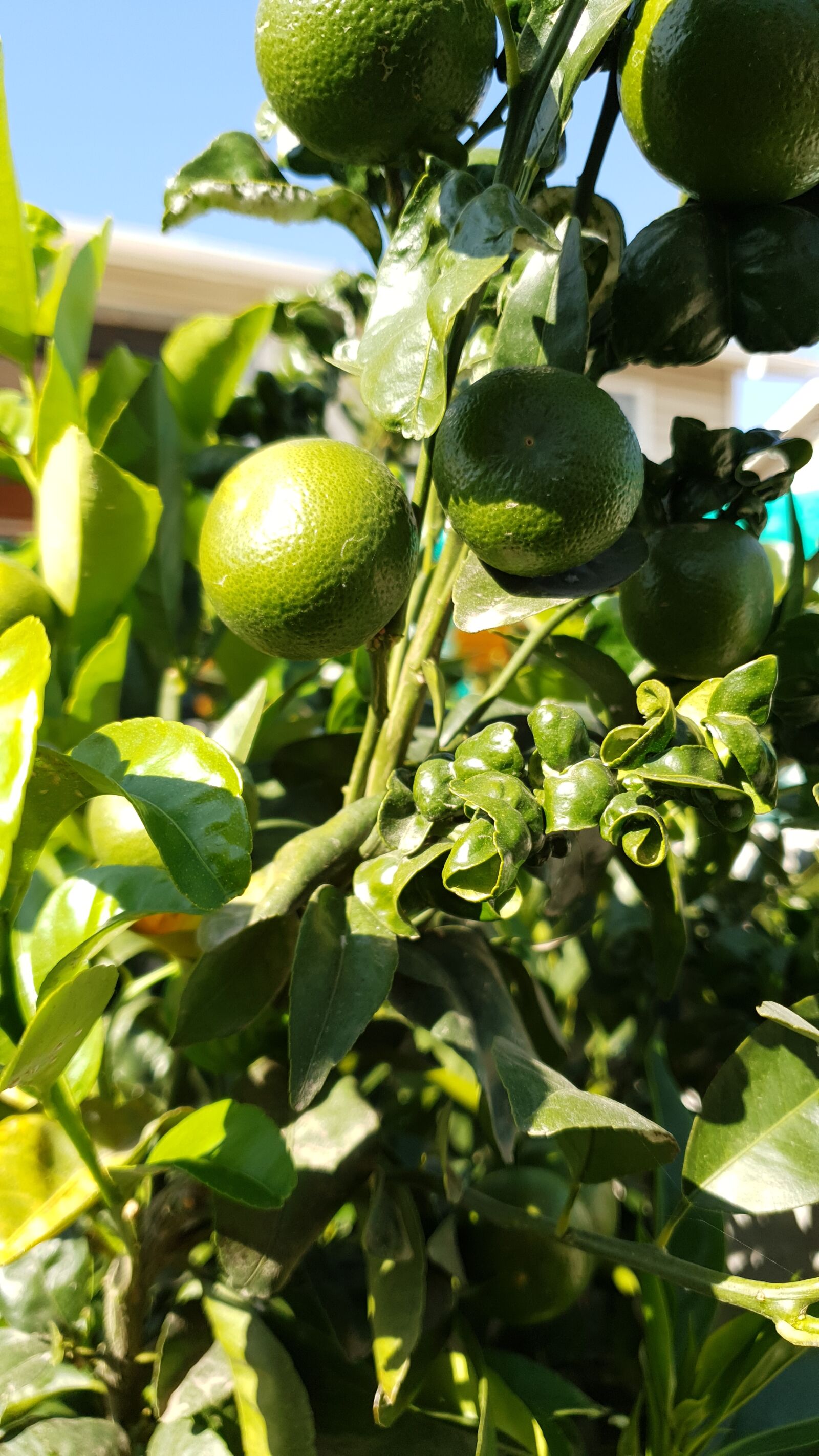 Samsung SM-G973F sample photo