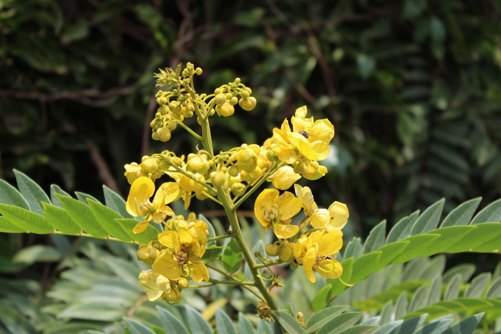 Canon EOS 1300D (EOS Rebel T6 / EOS Kiss X80) sample photo. Yellow flower, flower, bright photography