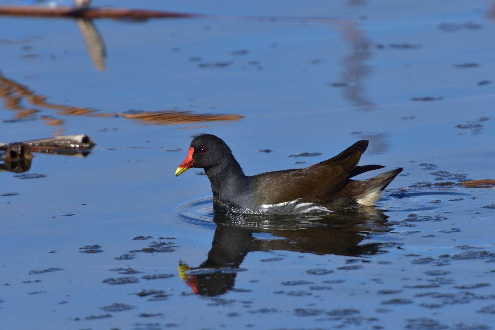 Nikon D500 sample photo. Wild animals, bird, waters photography