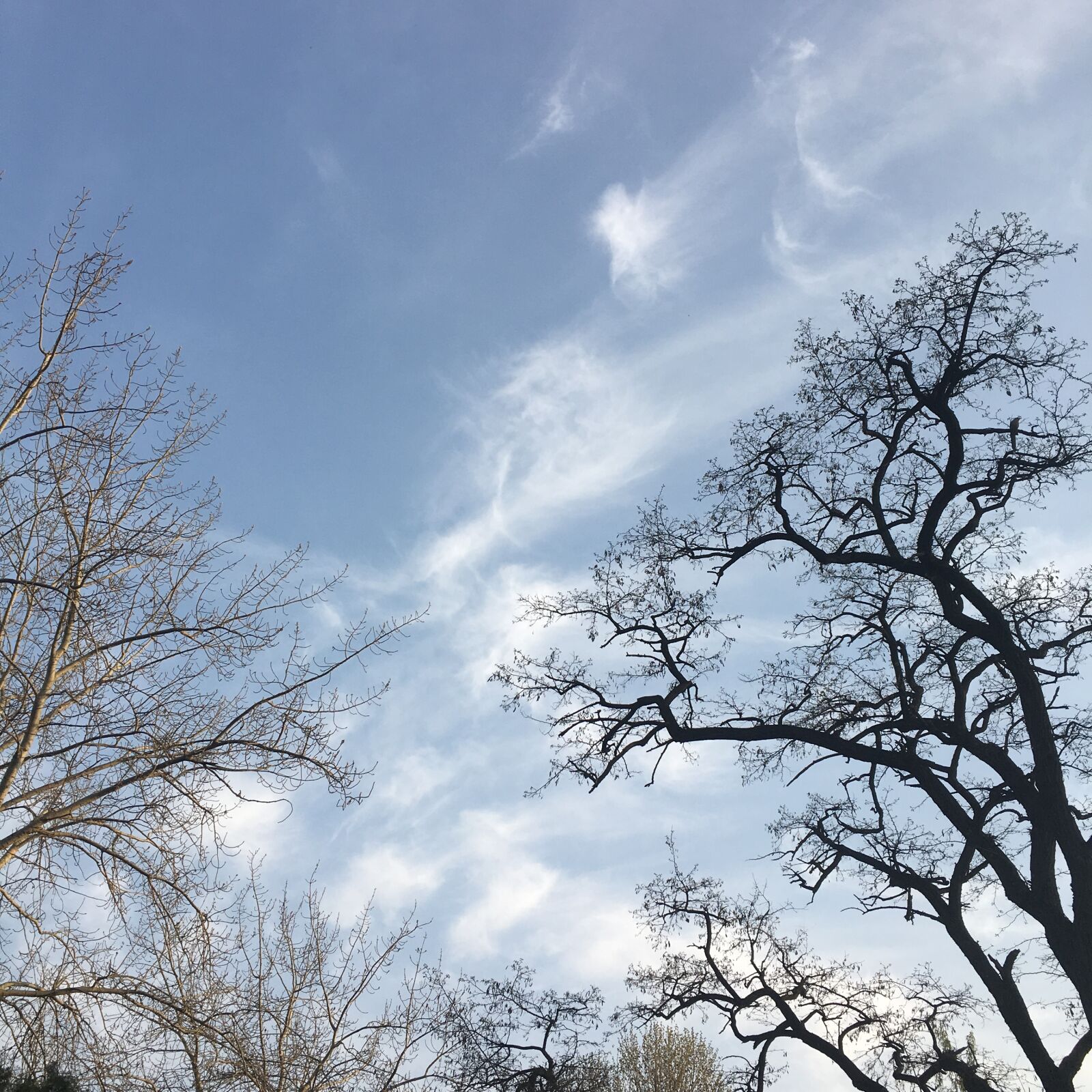 Apple iPhone 6s sample photo. Sky, branch, white cloud photography
