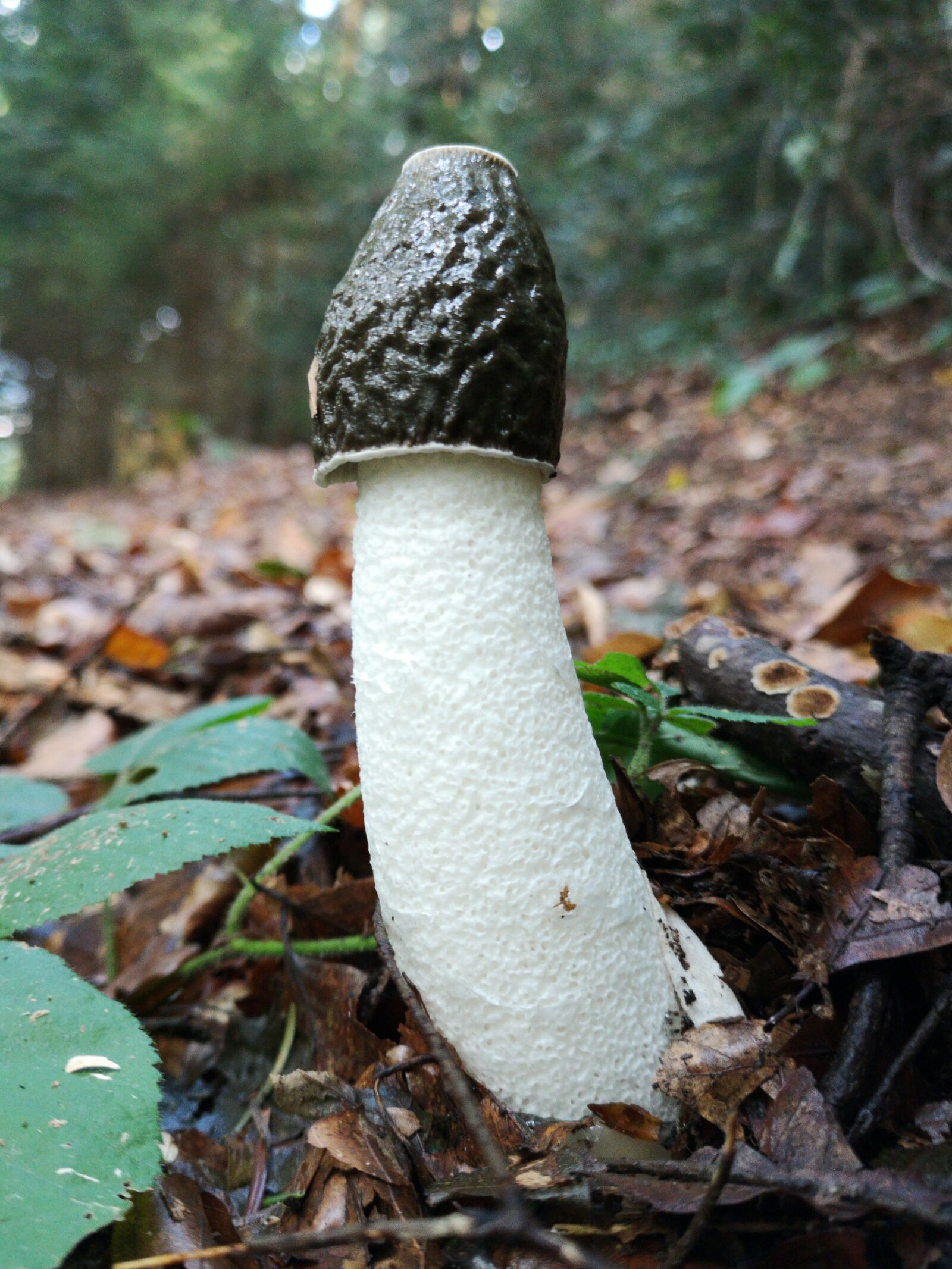 HUAWEI CLT-L29 sample photo. Stinkmorchel, mushroom, forest photography