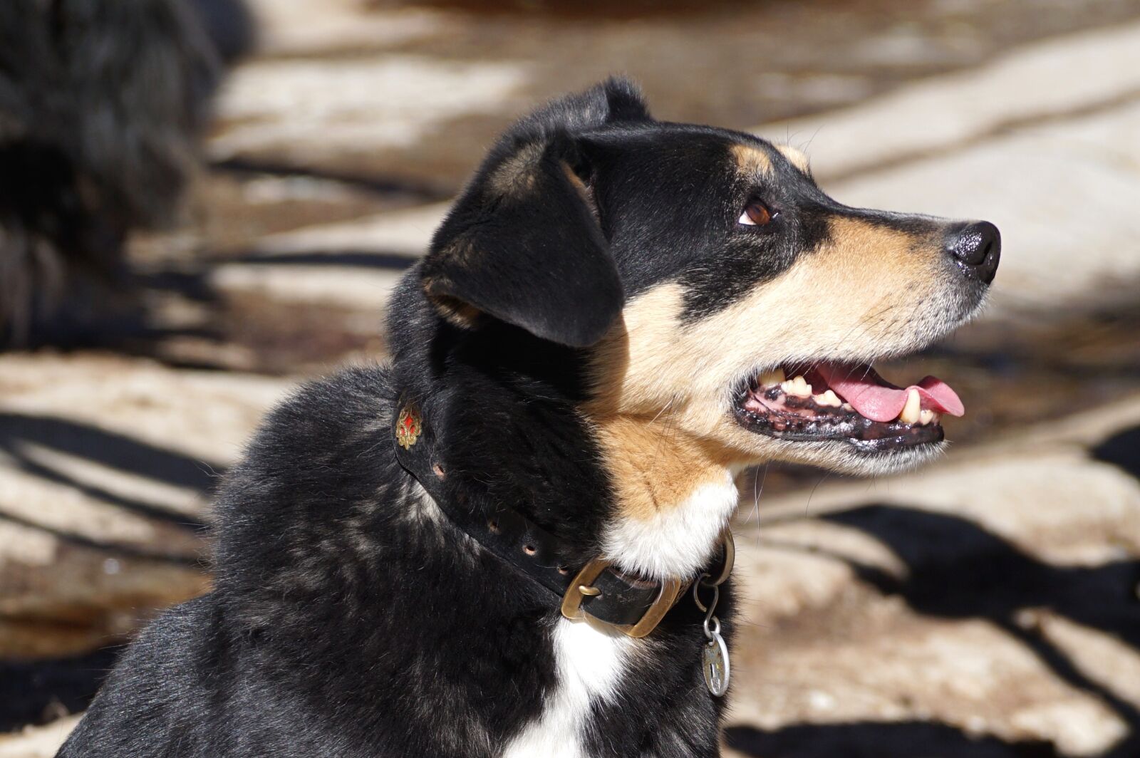 Sony DT 55-300mm F4.5-5.6 SAM sample photo. Dog, appenzeller mix, good photography