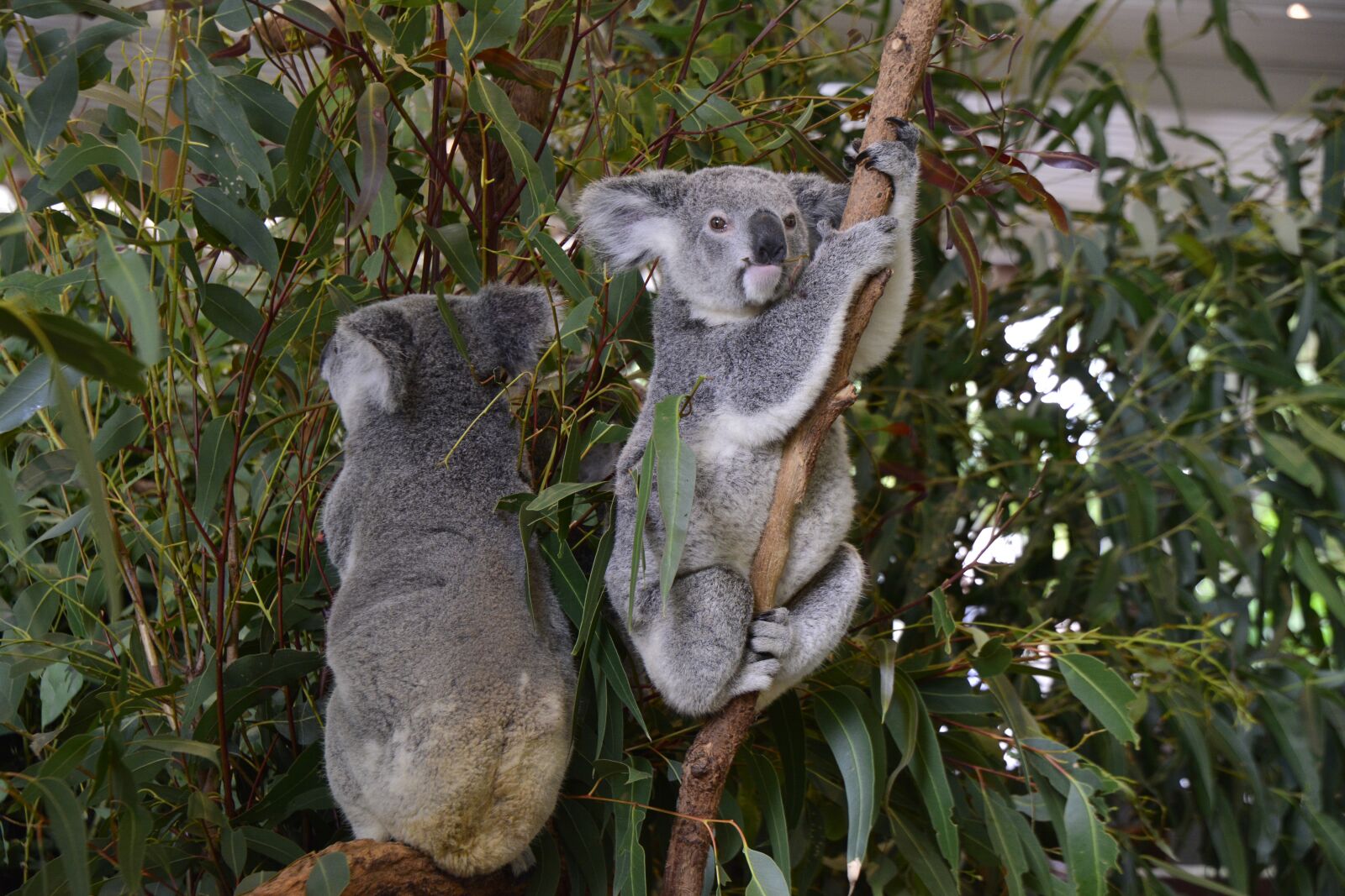 Nikon D5200 sample photo. Australia, koala, brisbane photography