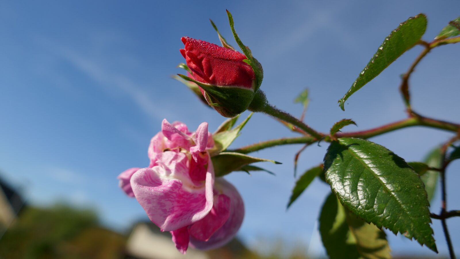 Panasonic DMC-TZ101 sample photo. Rose, garden, flower photography
