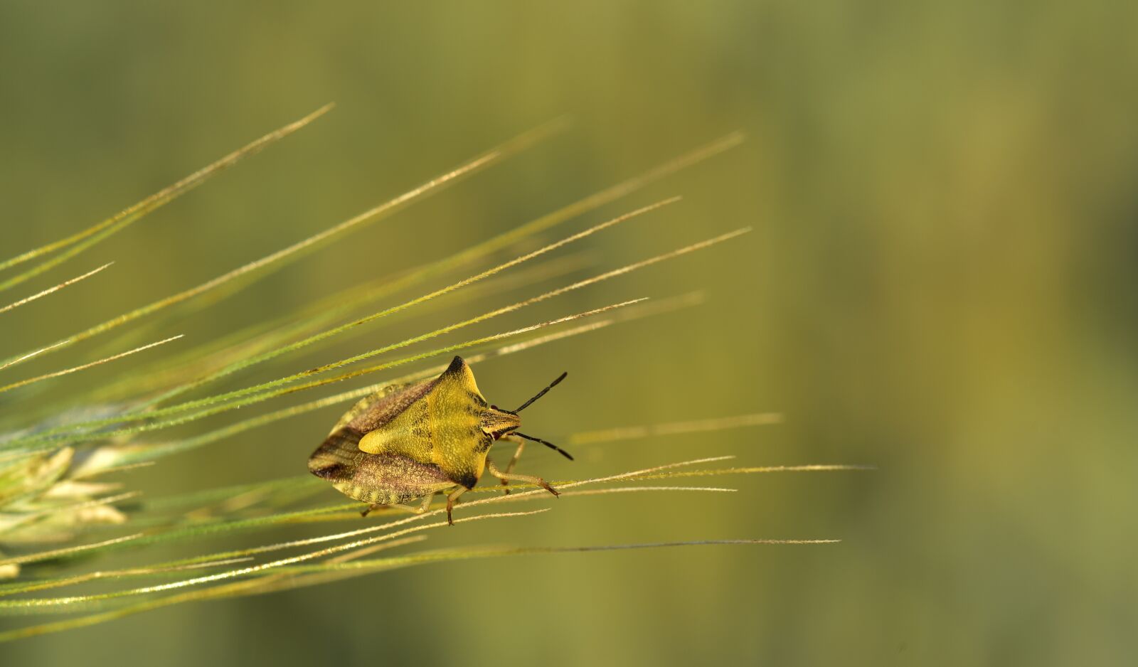 Nikon D750 sample photo. Barley, ear, bug photography