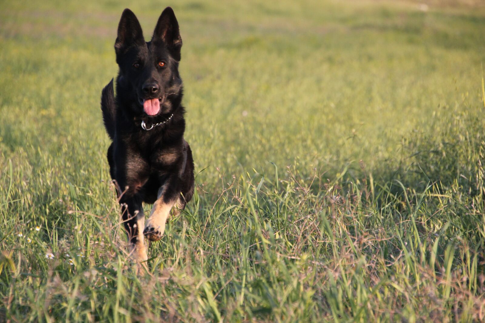 Canon EOS 550D (EOS Rebel T2i / EOS Kiss X4) sample photo. Dog, ruining, pet photography
