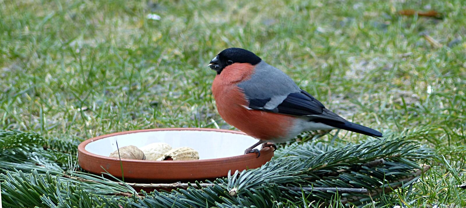 Panasonic Lumix DMC-FZ200 sample photo. Bird, bullfinch, pyrrhula photography