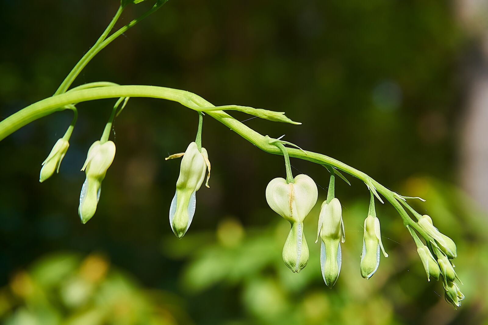 Sony a6000 sample photo. Bleeding heart, lamprocapnos spectabilis photography