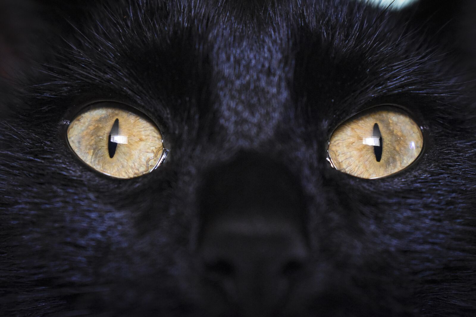 Nikon D3500 sample photo. Cat, black cat, animals photography