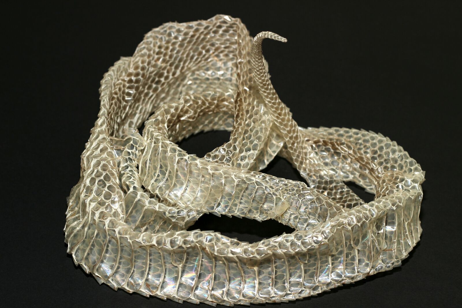 Canon EOS 600D (Rebel EOS T3i / EOS Kiss X5) + Canon EF 50mm F1.8 II sample photo. Snake skin, scale, reptile photography