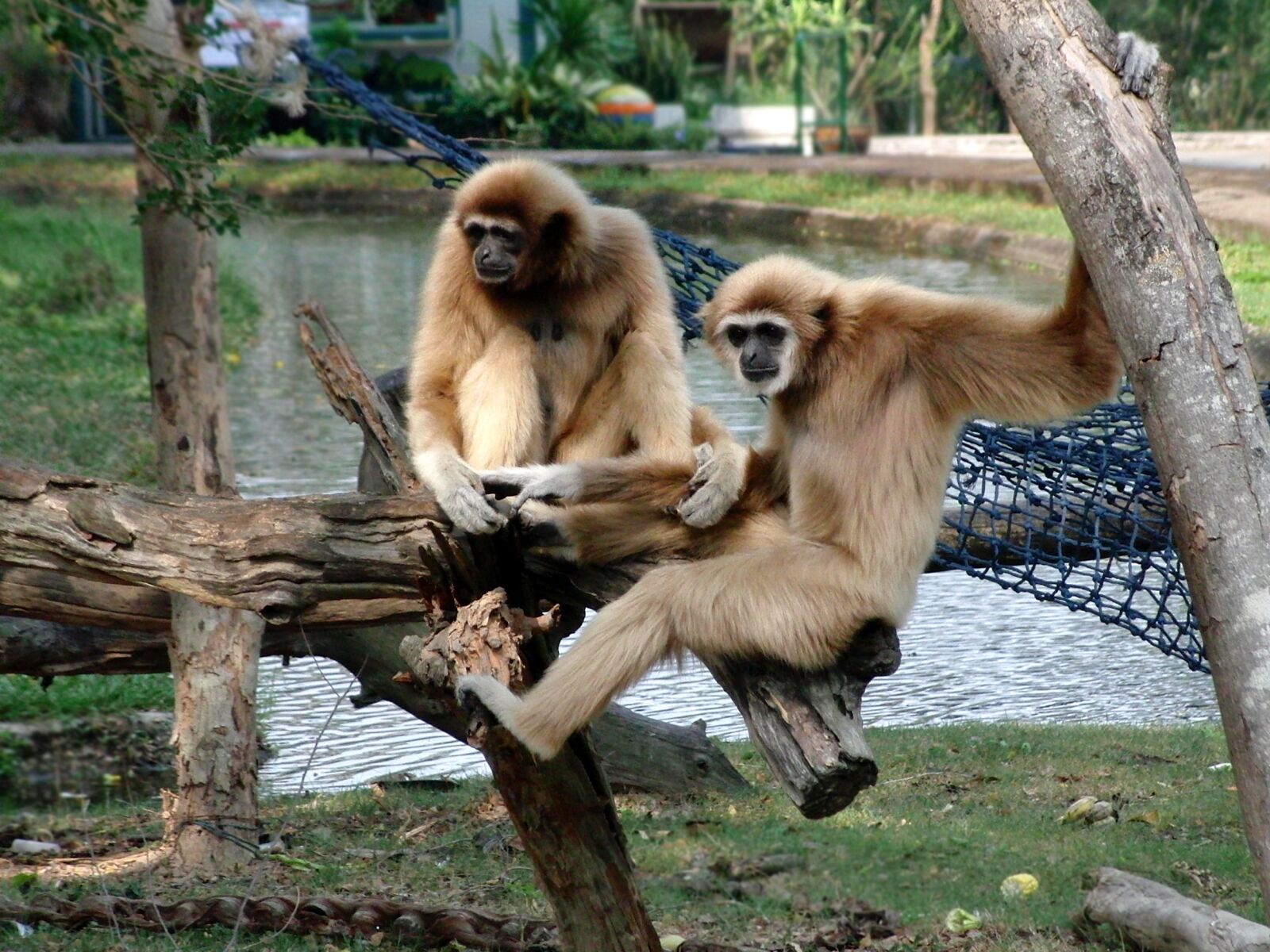 CASIO EX-FC100 sample photo. Lar gibbon, lar, monkey photography