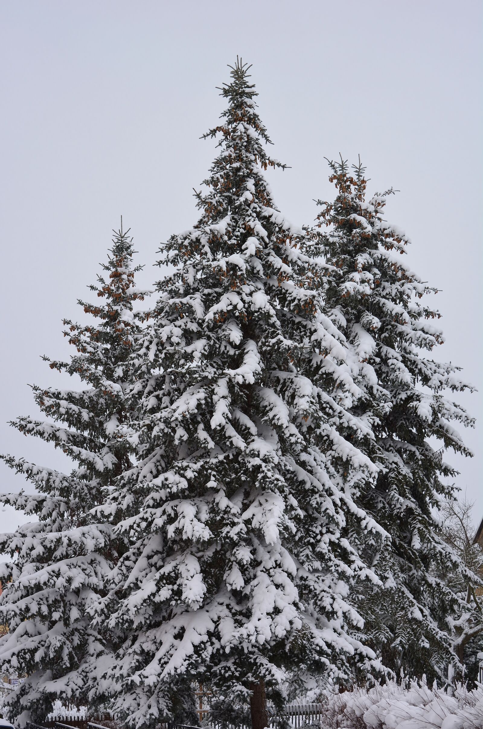 Nikon D5200 sample photo. Winter, snow, nature photography