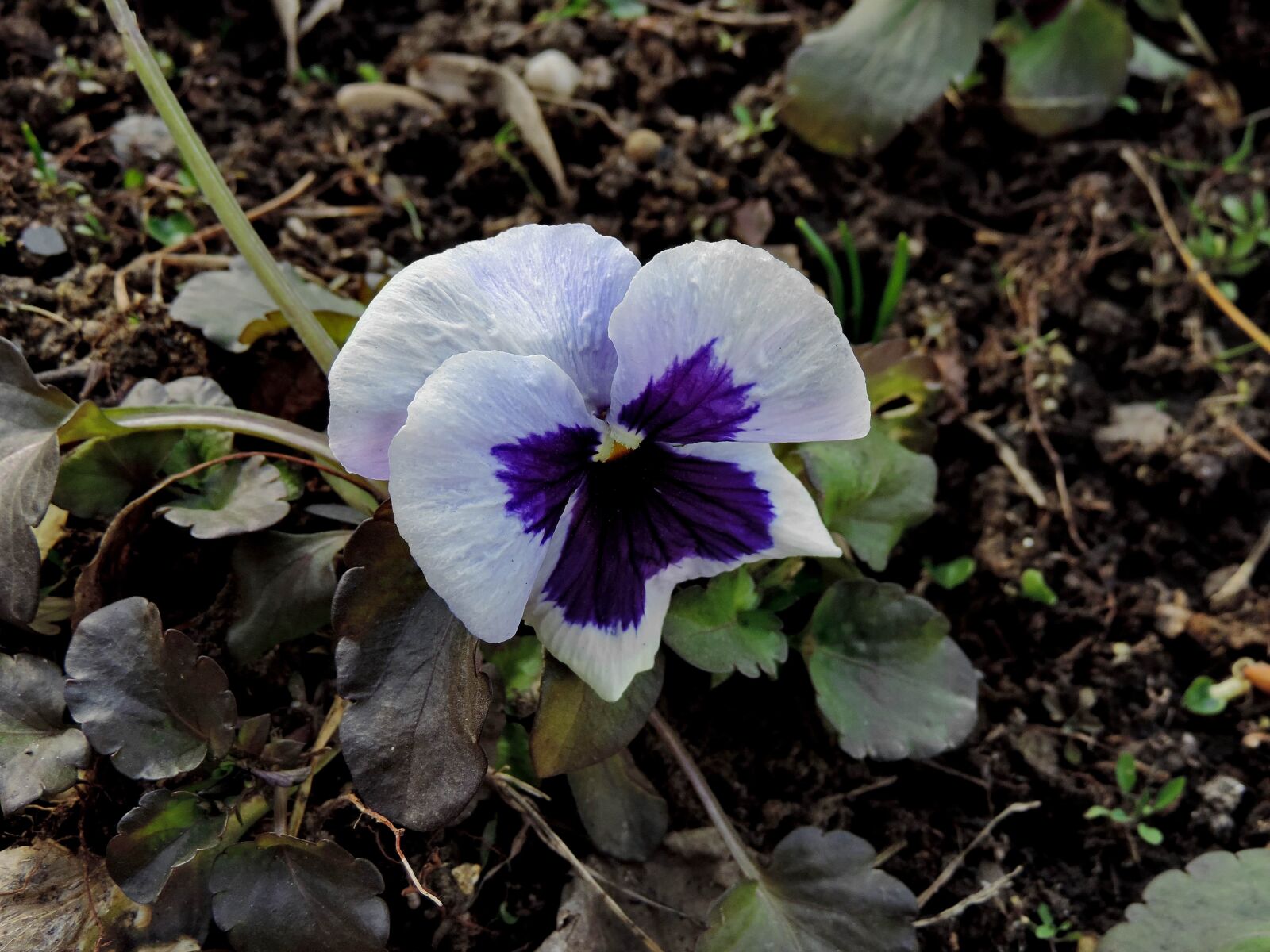 Nikon Coolpix P520 sample photo. Purple, plant, flower, flowers photography