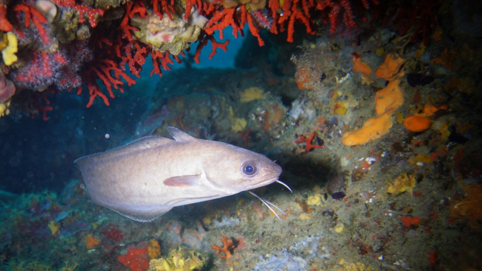 Sony Cyber-shot DSC-RX100 II sample photo. Fish, sea, seabed photography