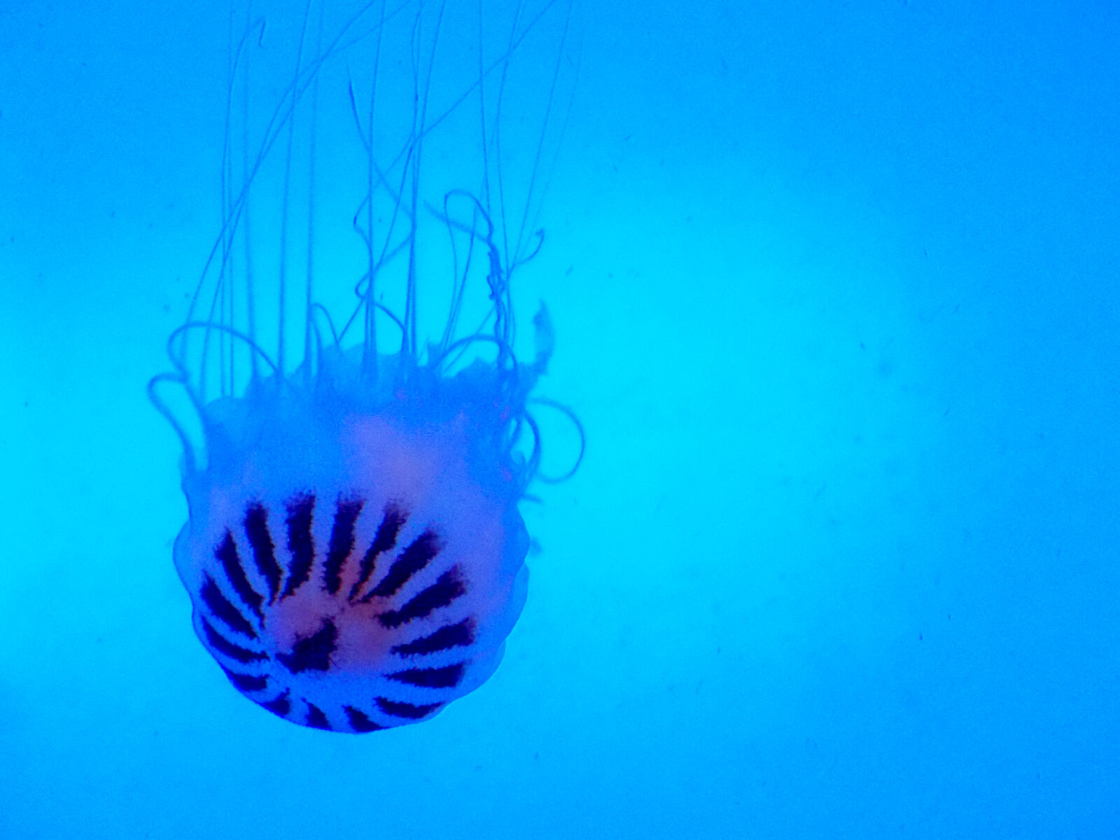 Nikon COOLPIX L320 sample photo. Animal, blue, electric, jellyfish photography