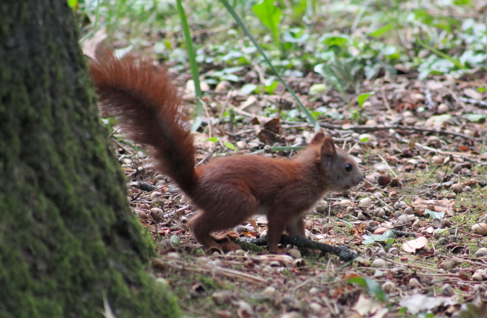 Canon EOS 550D (EOS Rebel T2i / EOS Kiss X4) sample photo. Squirrel, animal, in the photography